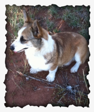 Spanky Is One Of Our First Corgi Puppies That We Kept - Pembroke Welsh Corgi #1456856