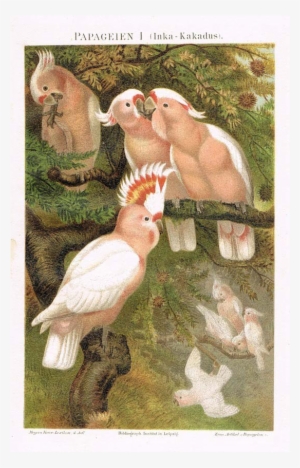 Picture Stock Parrots Major Mitchell S And Arara Lithographs #1457181