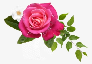 Flor Rosas Png - Hoa Png #1457952
