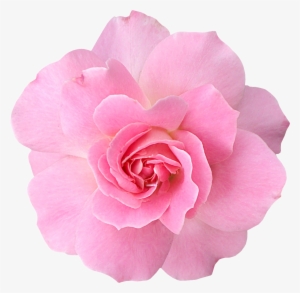 Clipart Resolution 1083*1058 - Цветок На Прозрачном Фоне #1458386