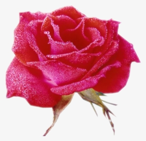 Rosas - Tube Rose #1458554
