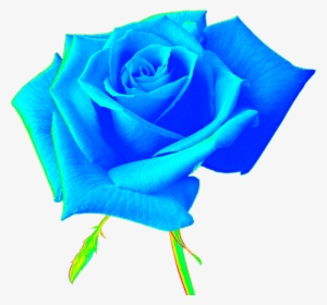 Zoom Diseu00d1o Y Fotografia Rosas En Png Con Fondo - Red Rose For Photoshop #1458603