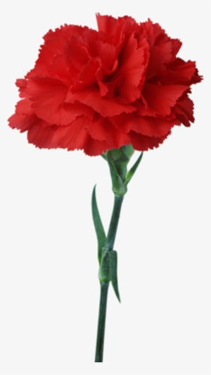 Related Wallpapers - Red Carnation #1459346