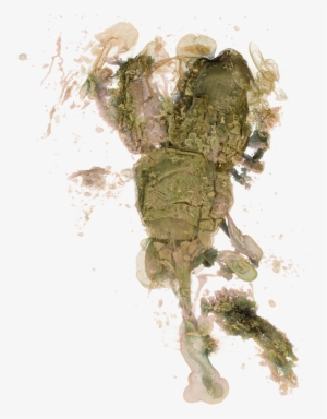 Petalotarsus-01 - Green Iguana #1459610