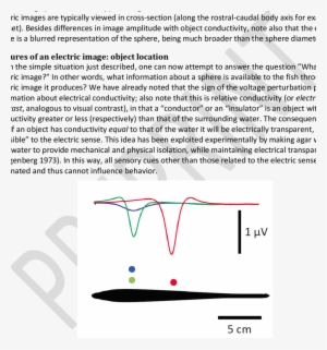 Overlays Of Electric Images For Prey-like Objects At - Diagram #1460107