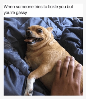 The Best Of Barkpost Shorties And Memes - Joke #1466146