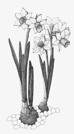 The Grounds Of The Centre Furnace Mansion, A Site Listed - Sketch #1467377