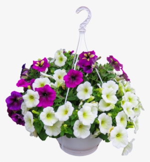 Happy Hanging Baskets - Flower #1467587