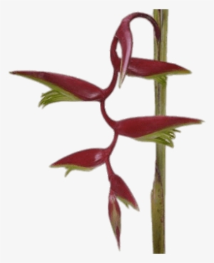 Download - Lobster-claws #1467778