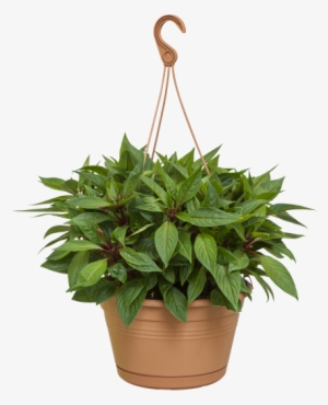 Home > Collection > Green Basics Hanging Basket - Maggiorana Png #1467877