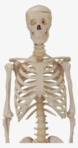 Skeleton Png - Skeleton Png For Picsart #1468525 Skeleton Png - Skeleton Png For Picsart #1468525