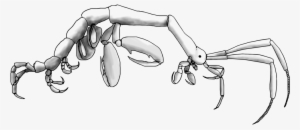 Generalized Caprellid Body Plan - Shrimp Skeleton #1468777