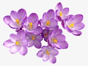 1 0 7fe21 36f867be Orig - Crocus #1468880