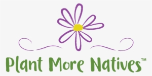 Plant More Natives - Ostrich Fern #1469211