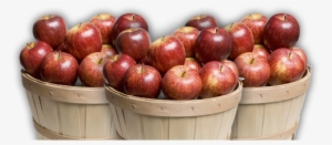 Altamont Orchards - Apples In A Basket #1469639