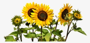 Sunflower, Flower, Yellow Flower, Bloom - Sunflower Png #1469804