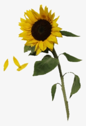 Free Png Sunflowers Free Download Png Png Images Transparent - Sunflower Png #1469887
