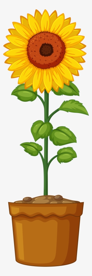 Sunflower Life Cycle #1469921