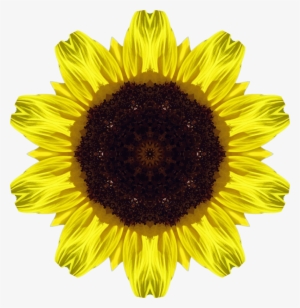 Common Sunflower Photosynthesis Art Exhibition - Free Download Sunflower #1469922