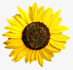 Free Png Sunflower Png Images Transparent - Sunflower Transparent #1469978