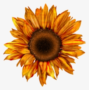 Sd Ae Sunflower 2 - Free Sunflower Png Clipart #1470038