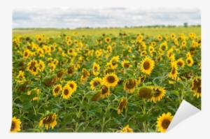 Sun Flowers Field In Ukraine Sunflowers Wall Mural - Common Sunflower #1470276