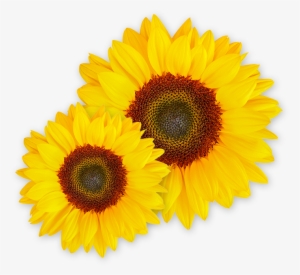 See What Linda Can Do - Girasoles Vector #1470541