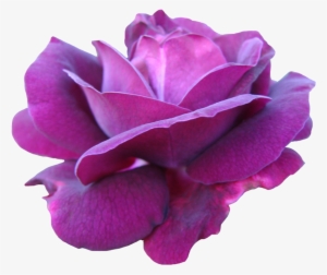 Purple Pink Rose Png #1470674
