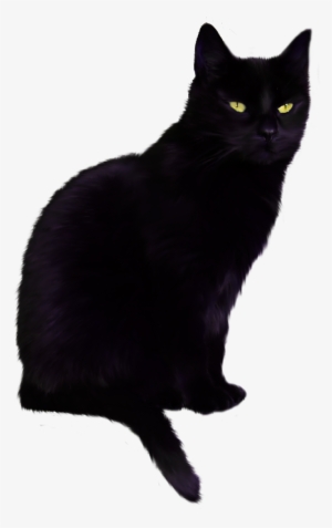 Bombay Cat Png #1470830