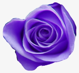 Tumblr Purple Aesthetic Purpleaesthetic Purpleflowermix - Purple Roses #1471063
