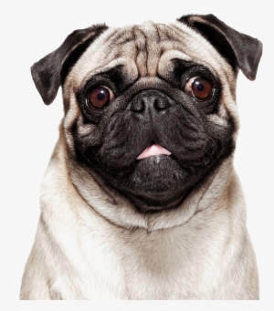 Pug Png Photo - Pug Png #1471552