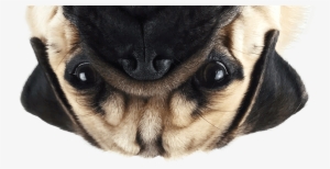 Thug Life Pug Png Image - Pug Png #1471684