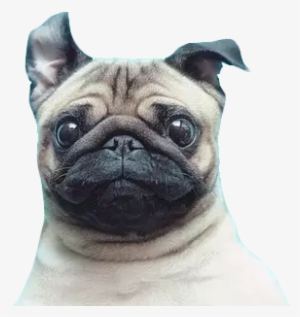 New Funny Post On Epic-humor - Pugs Png #1471712
