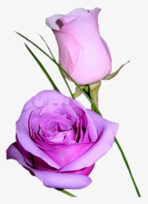 Purple Roses - Auguri Di Un Buon Compleanno Beatrice #1471832