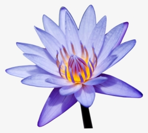 Visit - Sacred Lotus #1471943