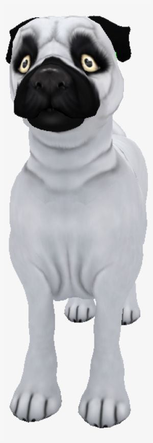 Pug Morrison White - Pug #1471963