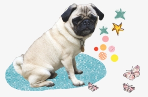 And, Sometimes, Doug Works With Those Who Have No Difficulties - Doug The Pug Transparent #1472238