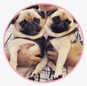 Pikeletthepug 4 - Portable Network Graphics #1472266