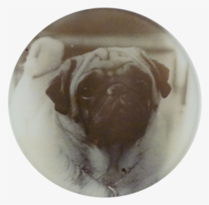Peggy Pug Peggy Pug - Chocolate #1472311