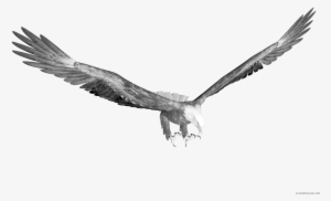 Eagle Animal Free Black White Images Clipartblack - Portable Network Graphics #1474783