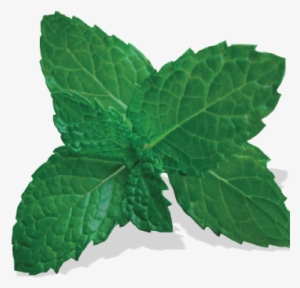 Mint Leaf Thai Cuisine - Vitis #1475987