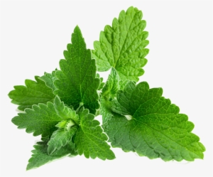 Go To Image - Casserole Dish With Lid - 24 Cm #1476018