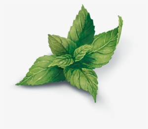 Menta Png Transparent #1476041