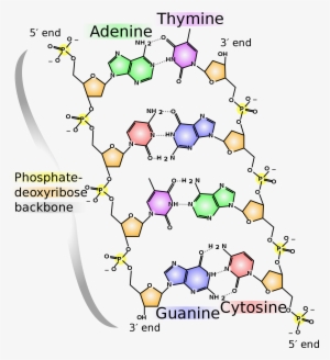 Http - //upload - Wikimedia - Chemical Structure - - Dna Chemical Structure #1476461