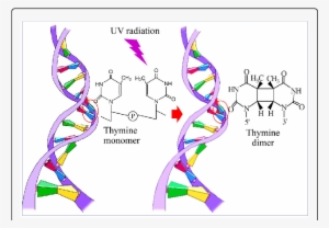 Uv B Induced Formation Of Cyaclobutane Thymine Dimer #1476492