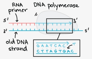 Anti Parallel Dna #1476540