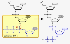 Dna Synthesis Pl - Biosintesis De La Desoxirribosa #1476543