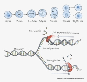 Dna Replication - Illustration #1476561