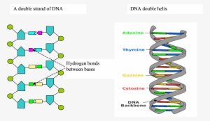 Formation Of The Dna Strand And Double Helix Conformation - Dna #1476737