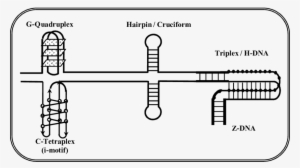 Possible Polymorphism Utilizing Same Double Strand - G Quadruplexes Double Stranded #1476755